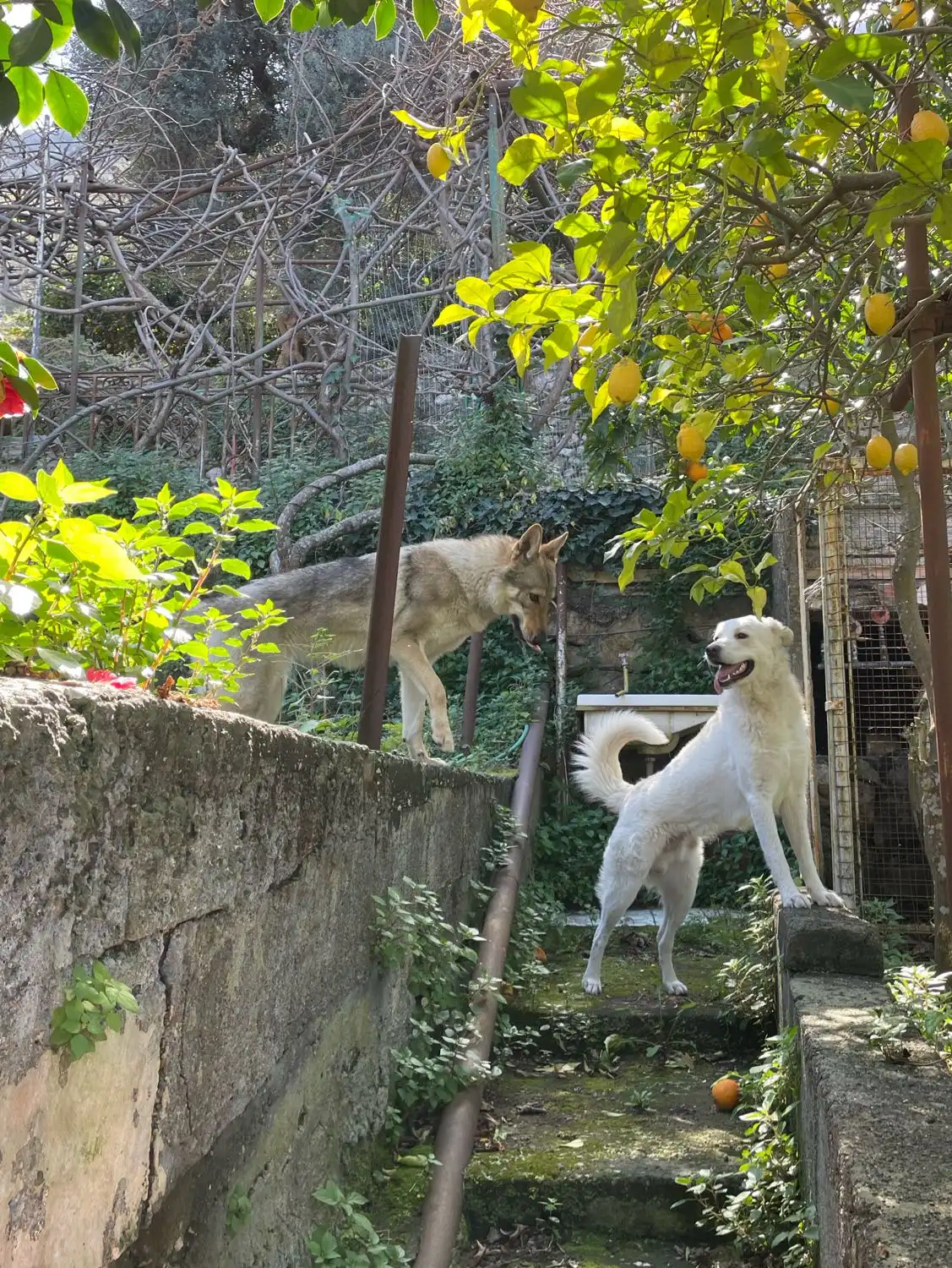 image-16