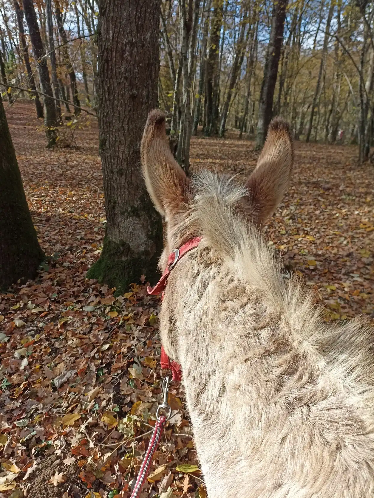 image-8
