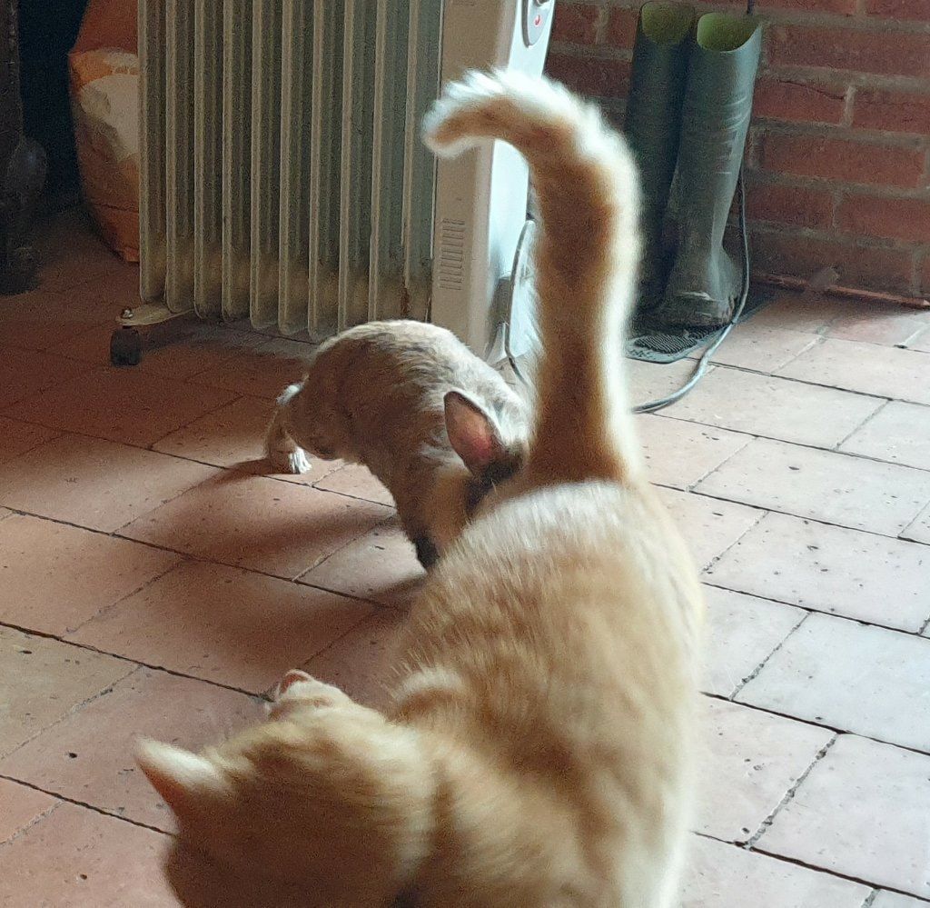 image-12