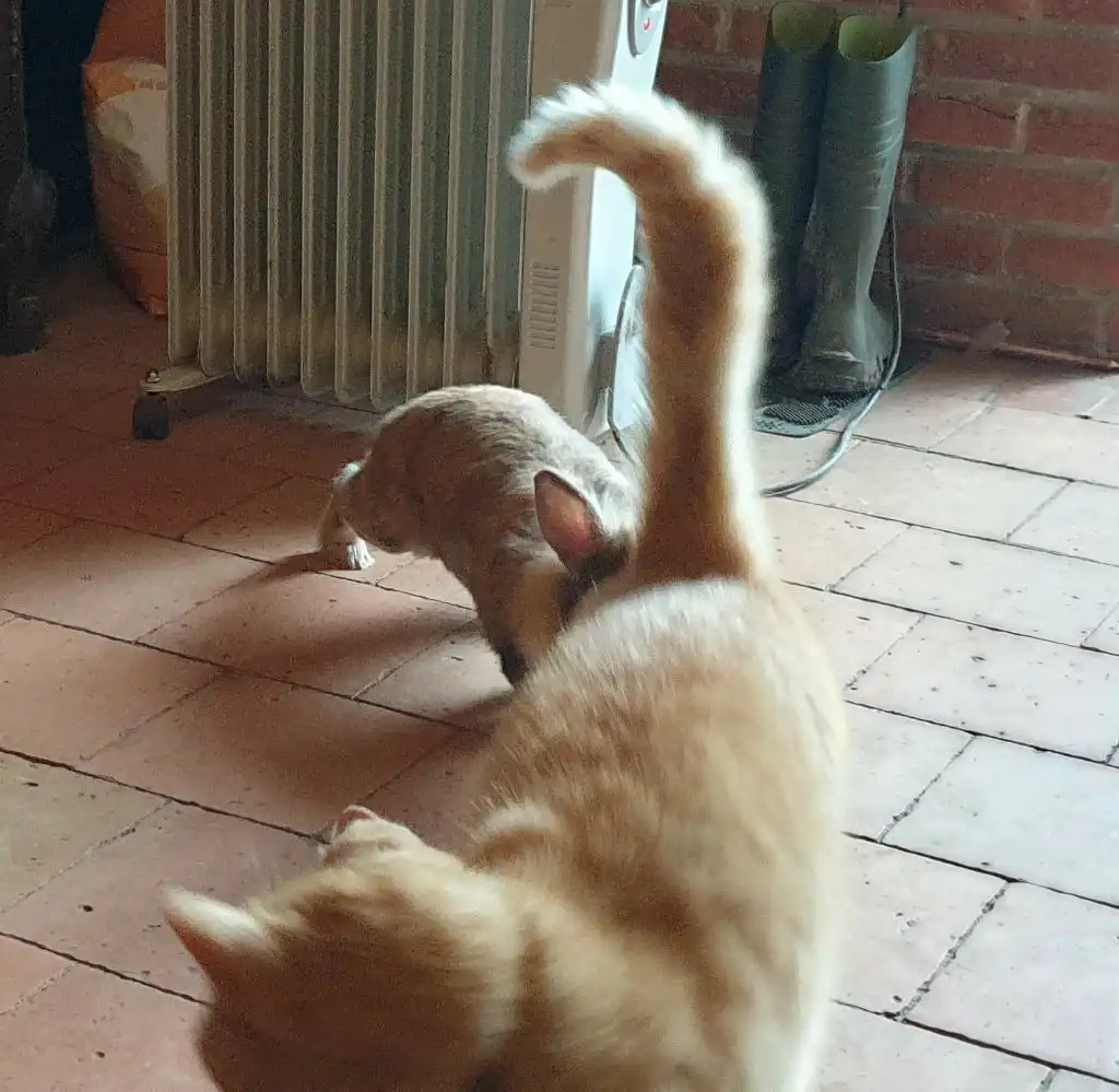 image-12