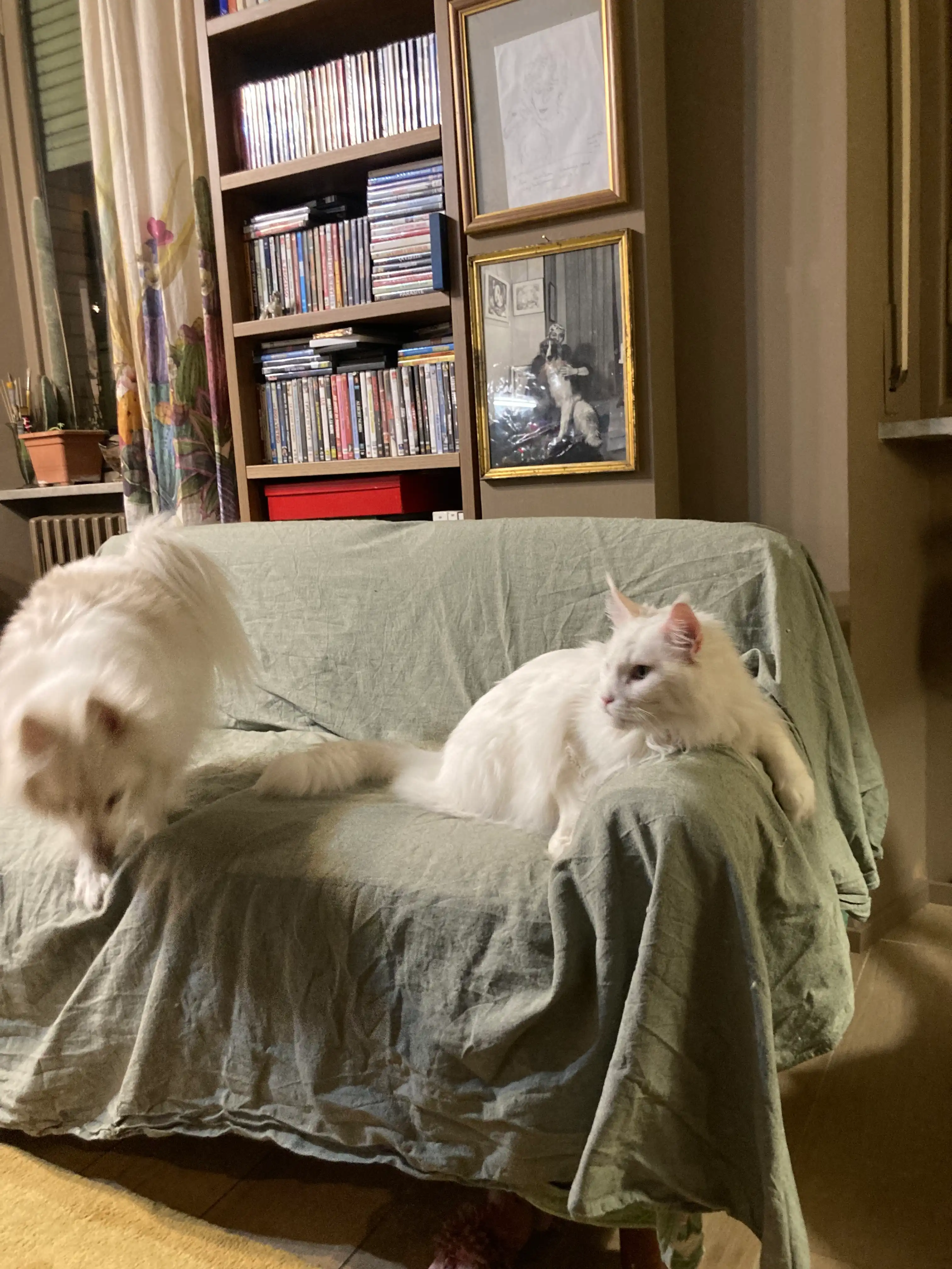 image-7