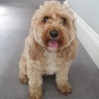 Portrait of Cayley, the dog