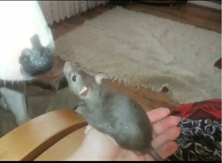 image-36