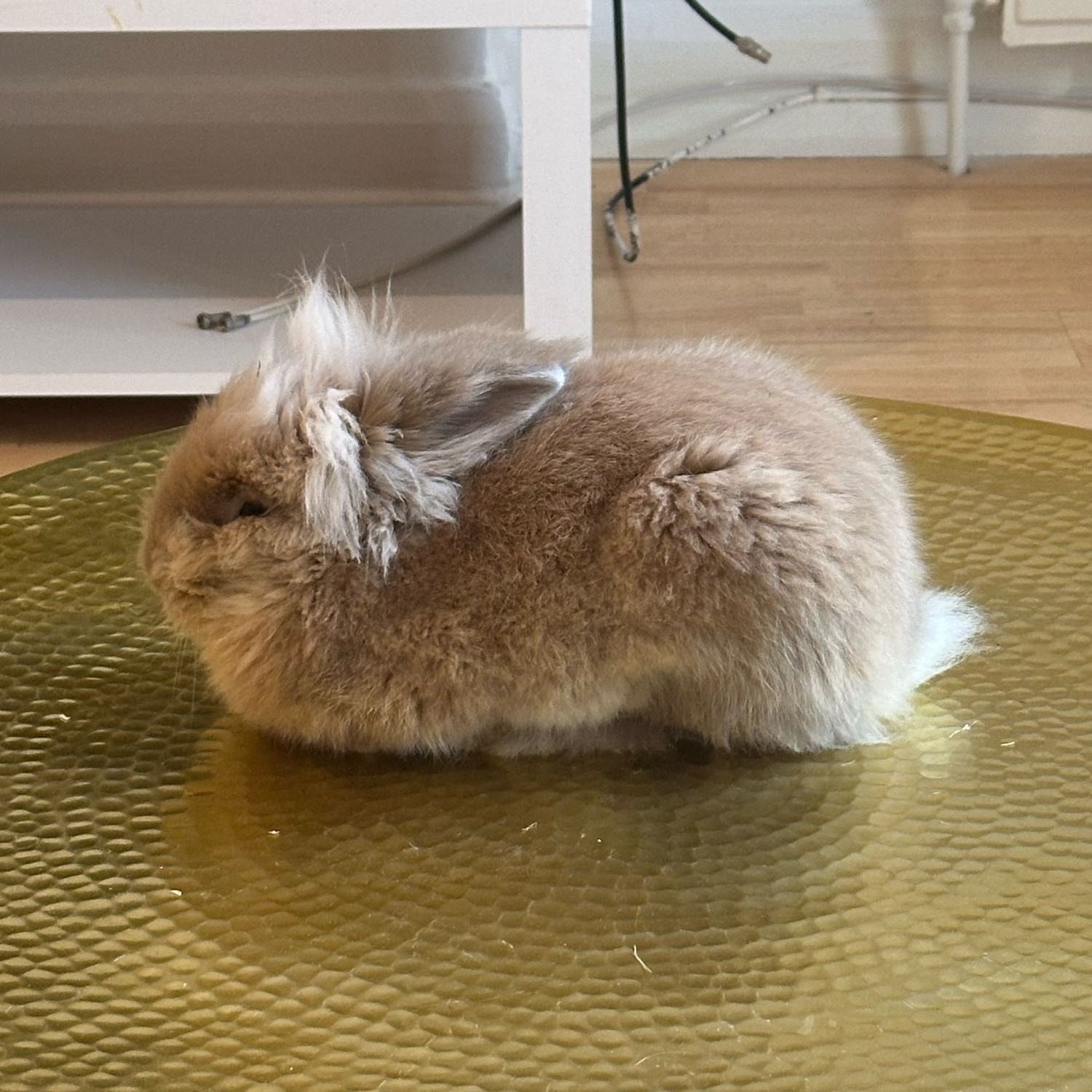 Portrait of Claudio, the rabbit