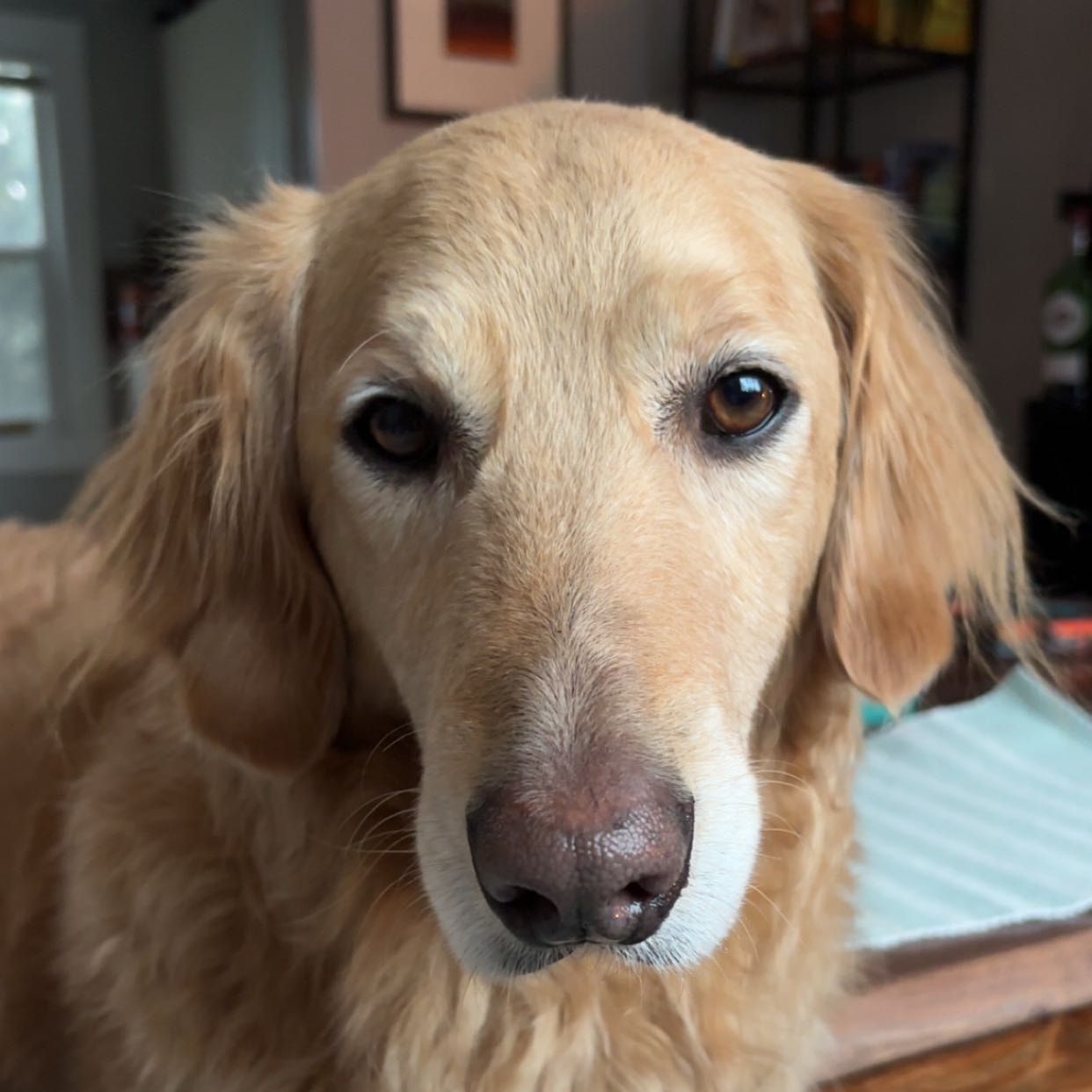 Portrait of Riggs, the dog