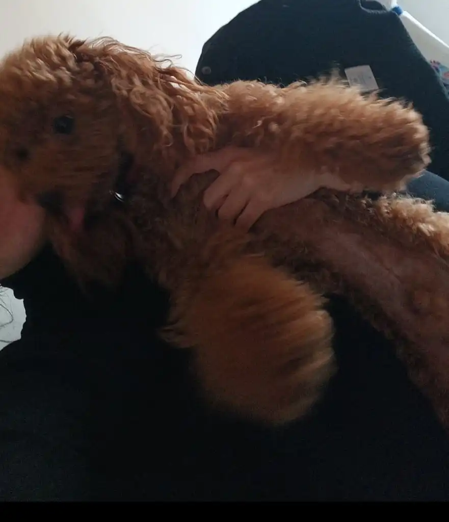 image-8