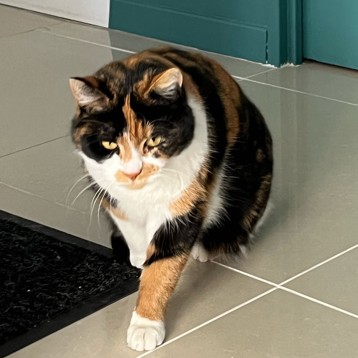 Portrait de Patch , la cat