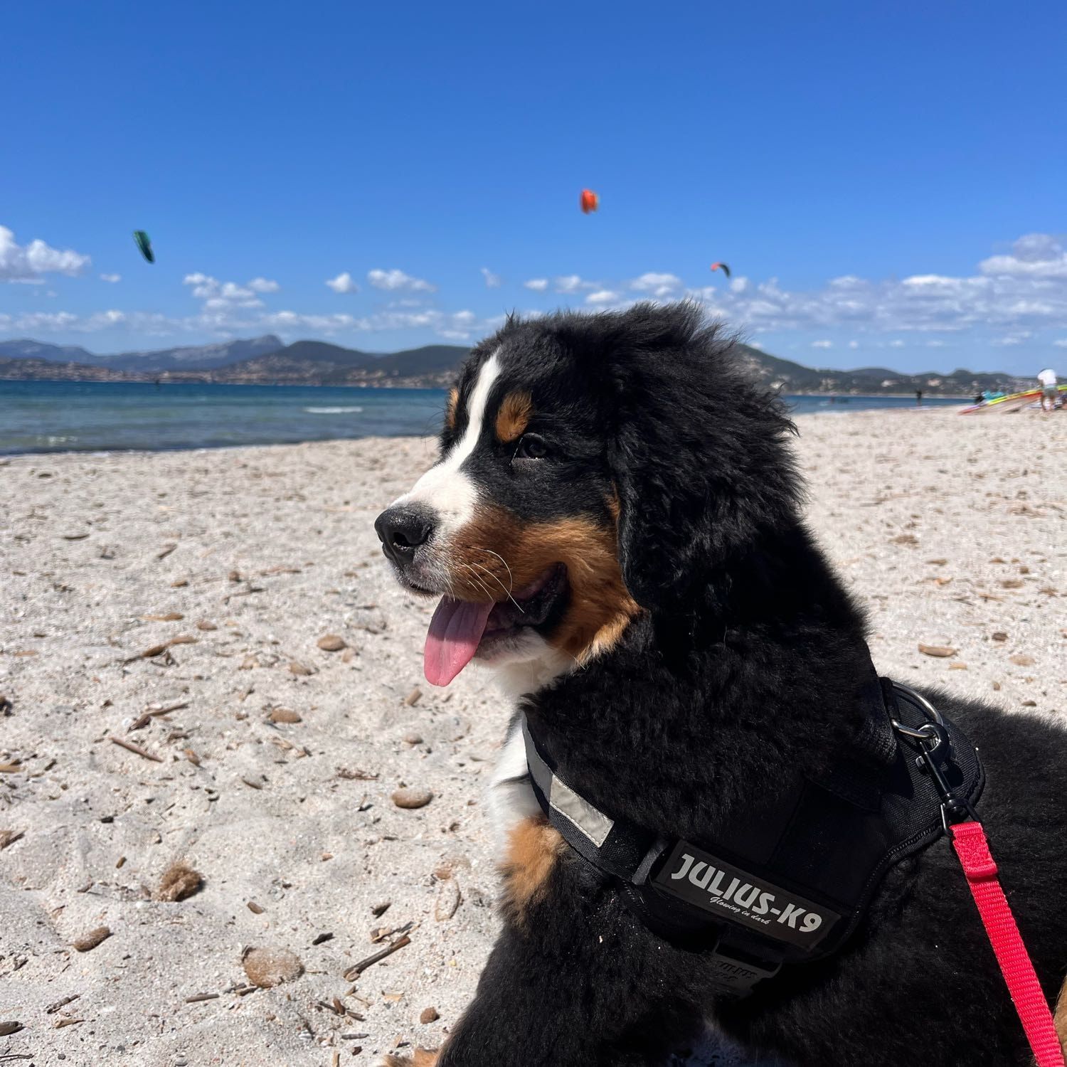 Portrait de Vador, la dog