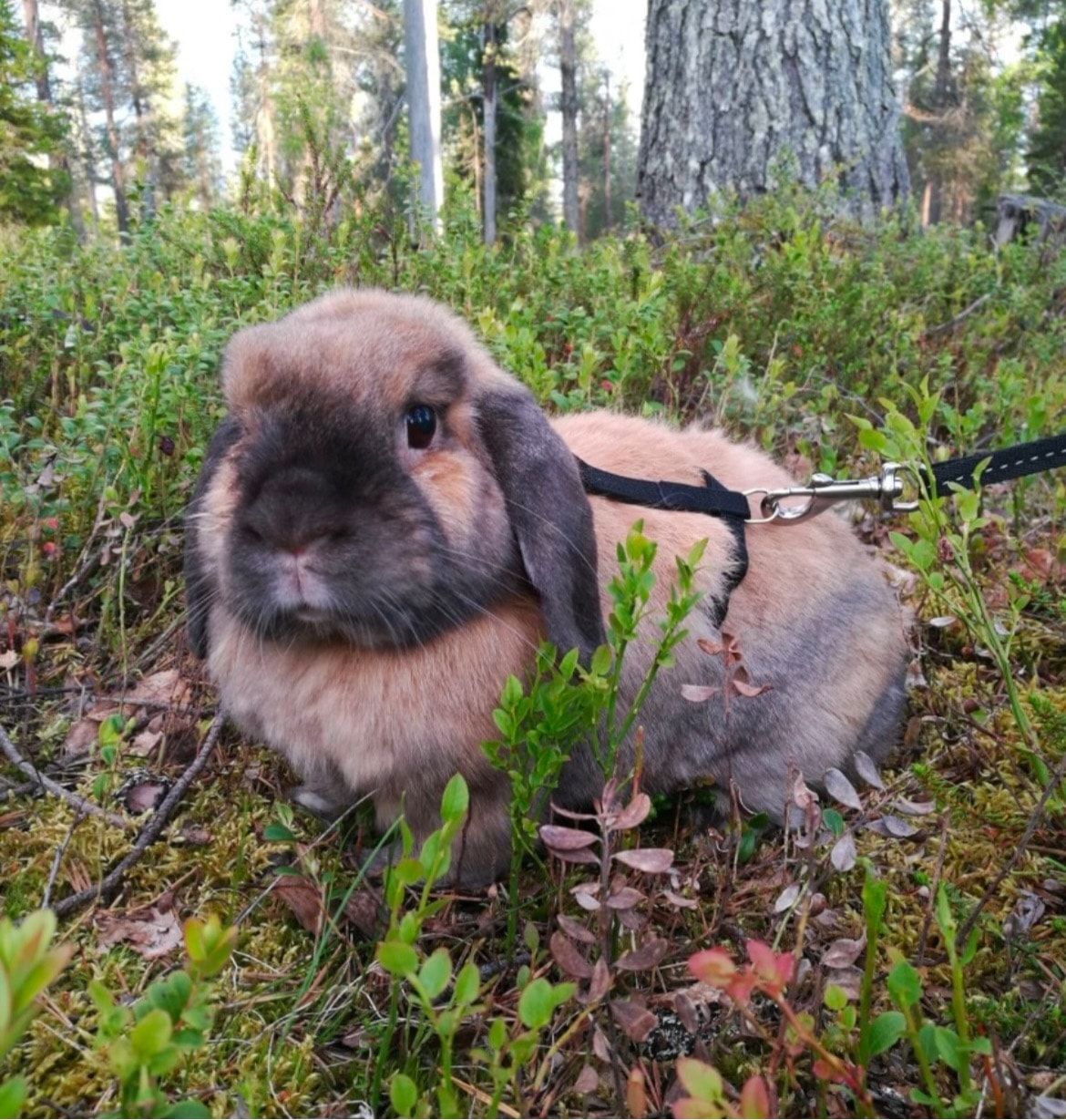 image-5
