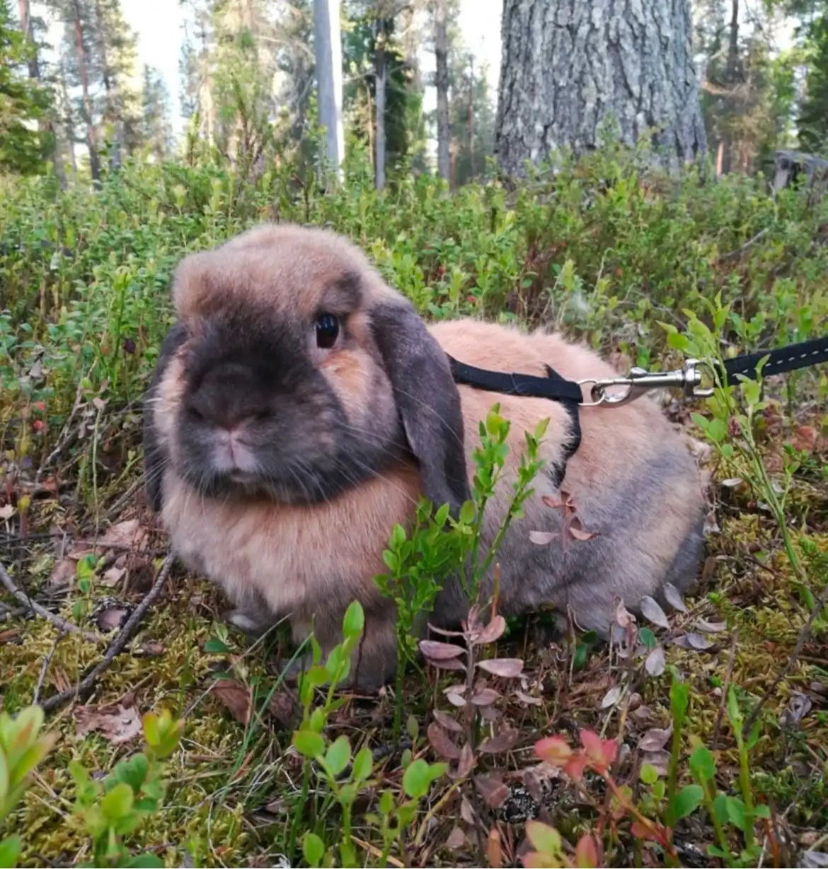 image-5