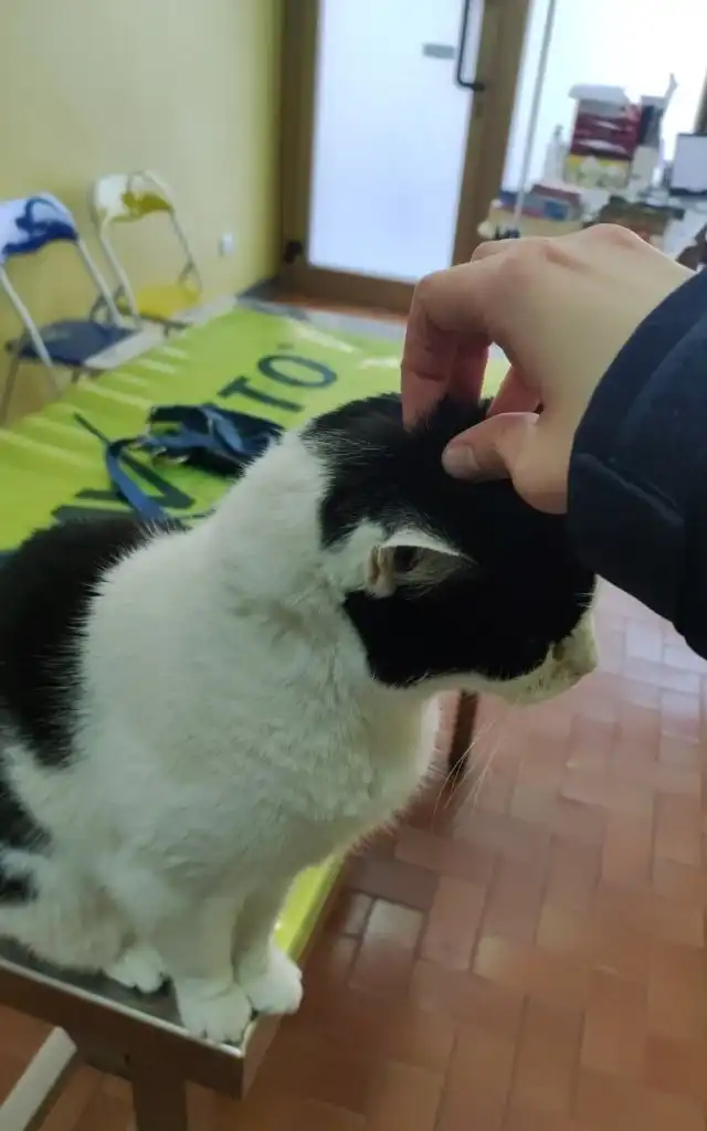 image-7