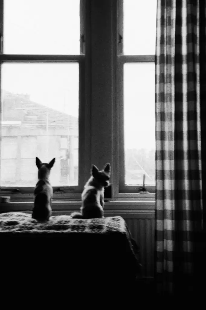 image-43