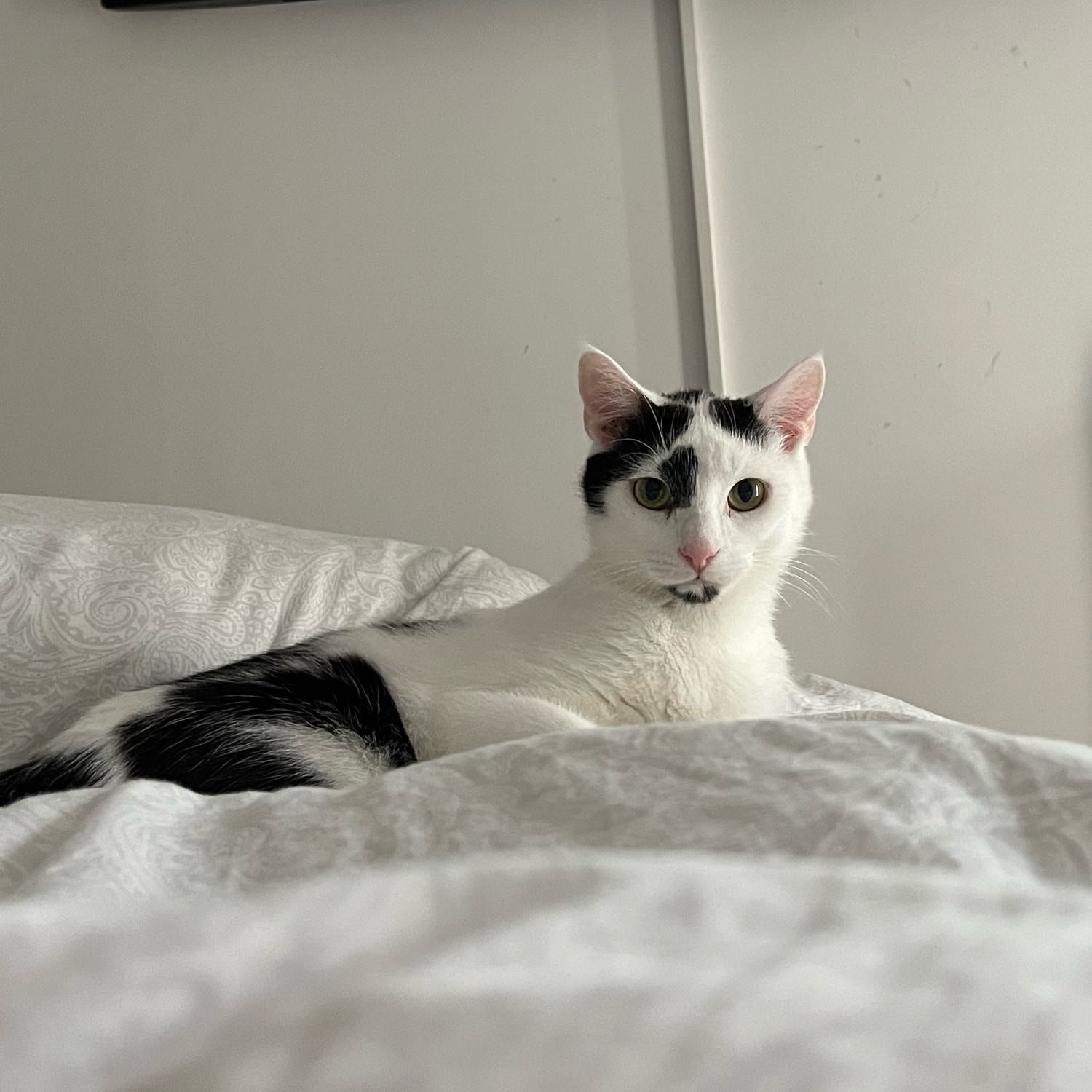 Portrait of Phoebe , the cat