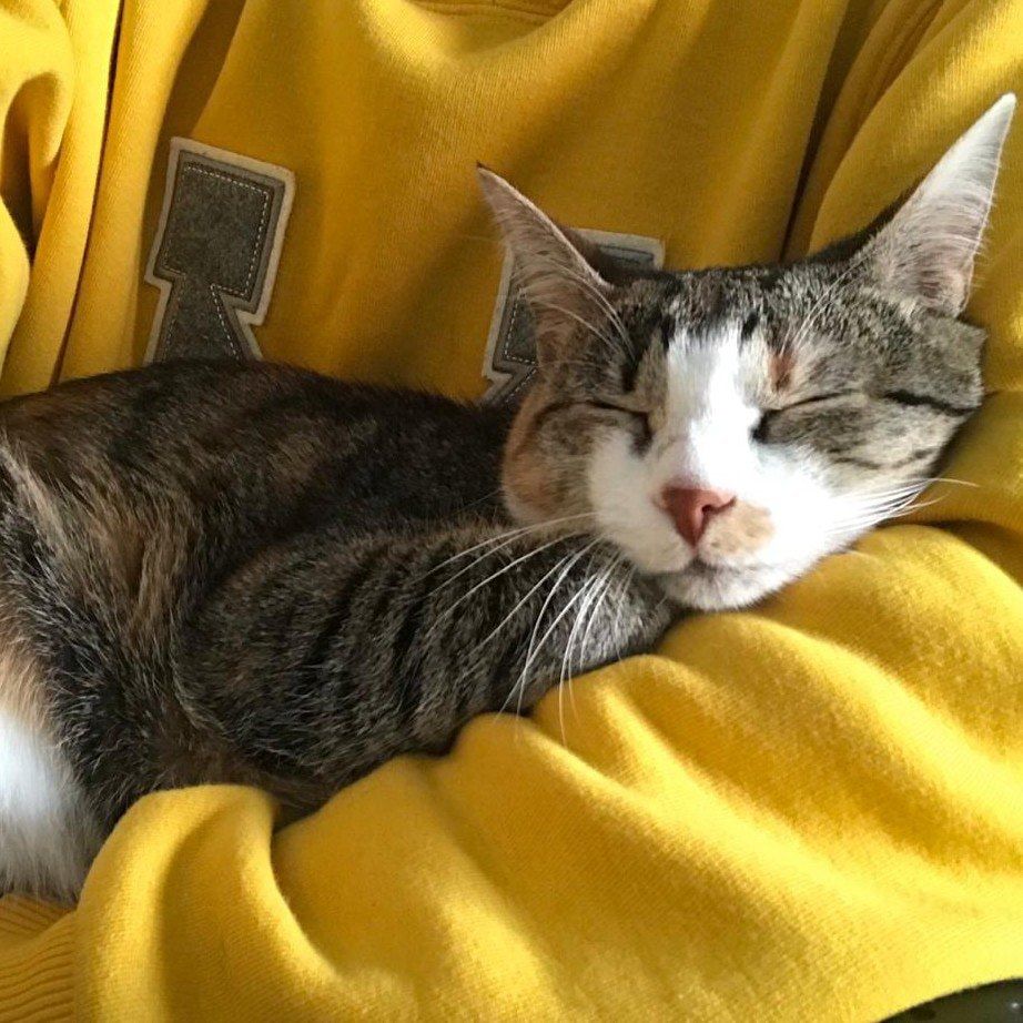Portrait of Kismet, the cat