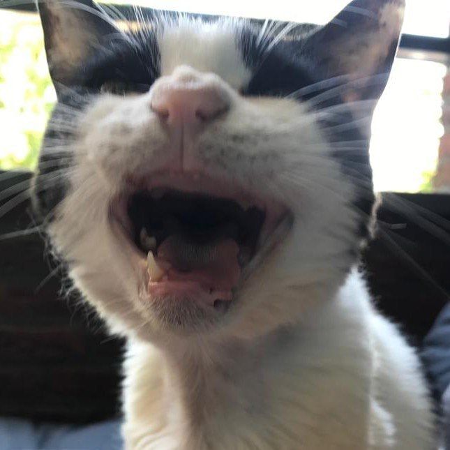 Portrait of Izzy, the cat