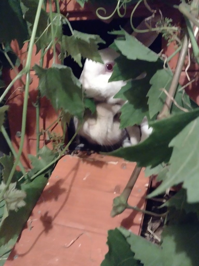 image-7