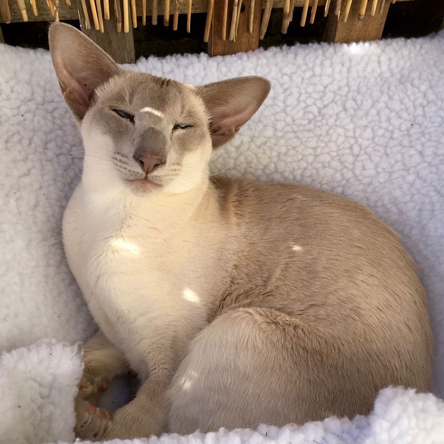Portrait of Gilda, the cat