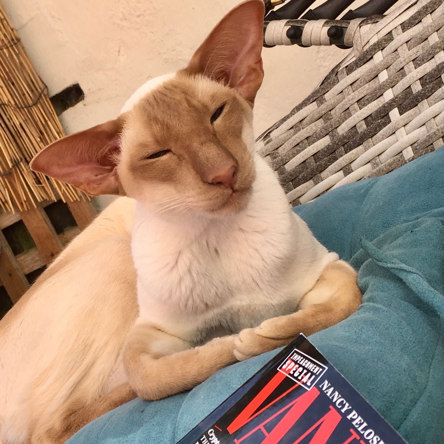 Portrait of Bertie , the cat