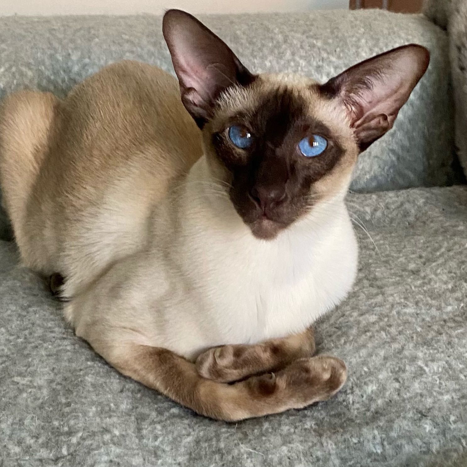 Portrait of Byron, the cat