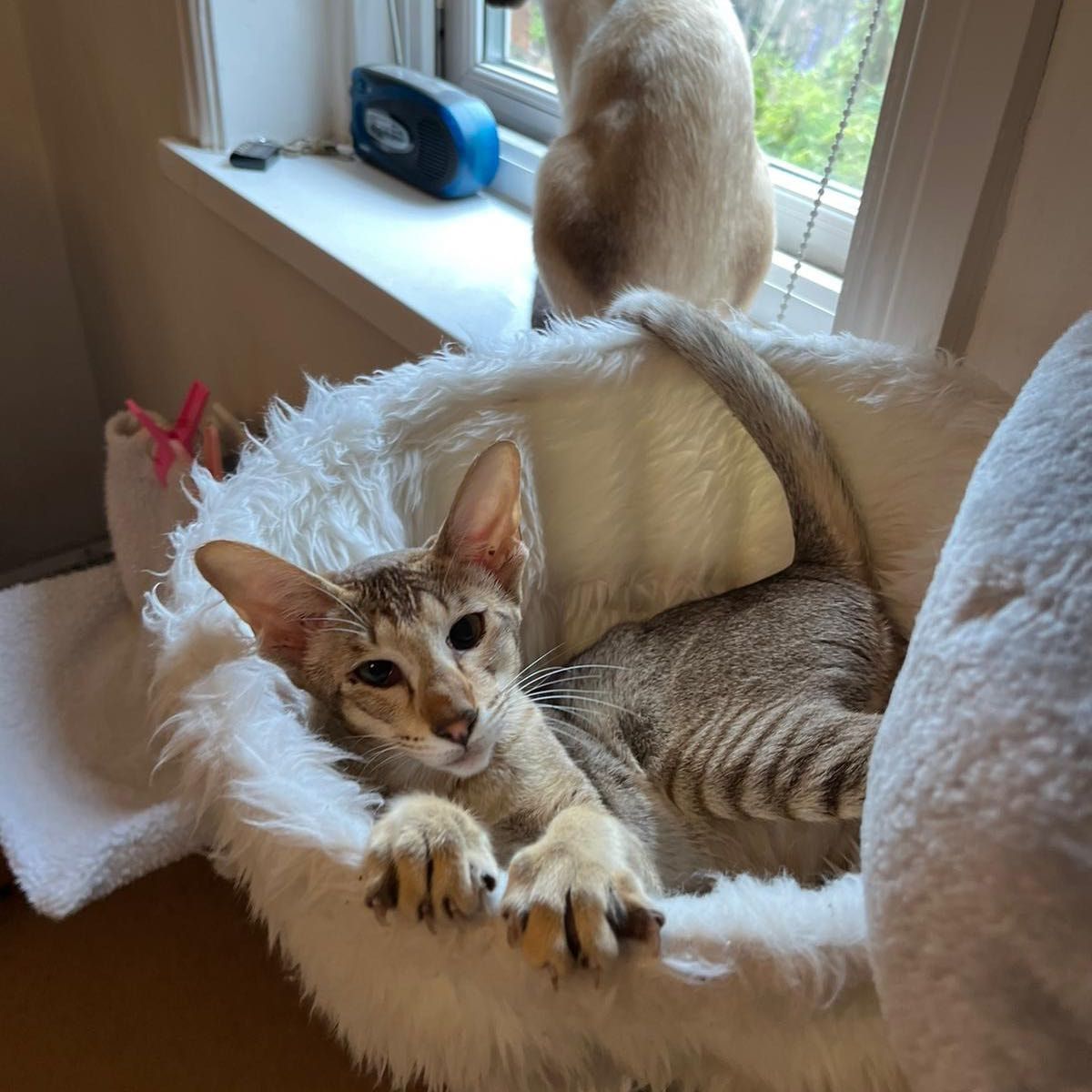 Portrait of Olive, the cat