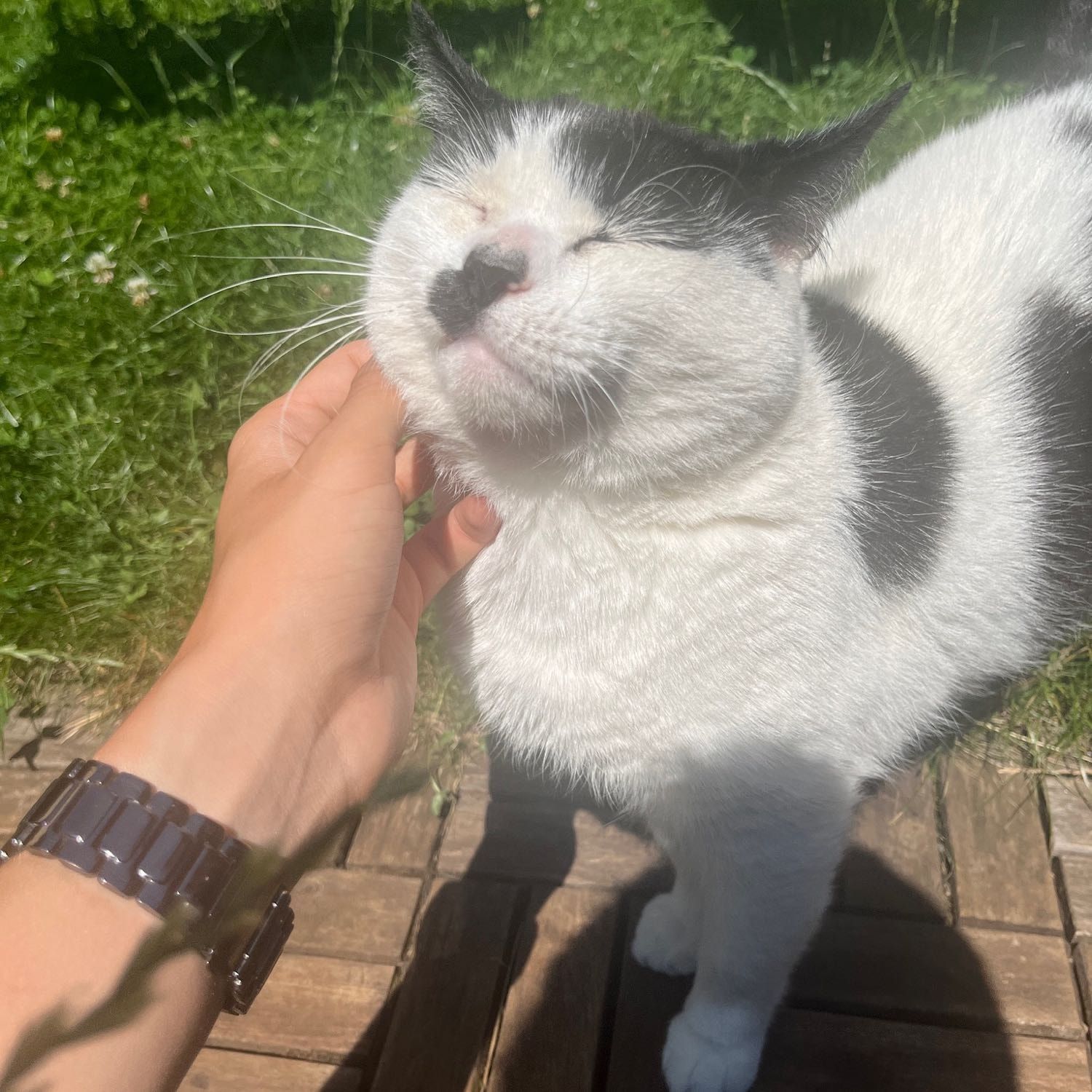 Portrait of Chris, the cat