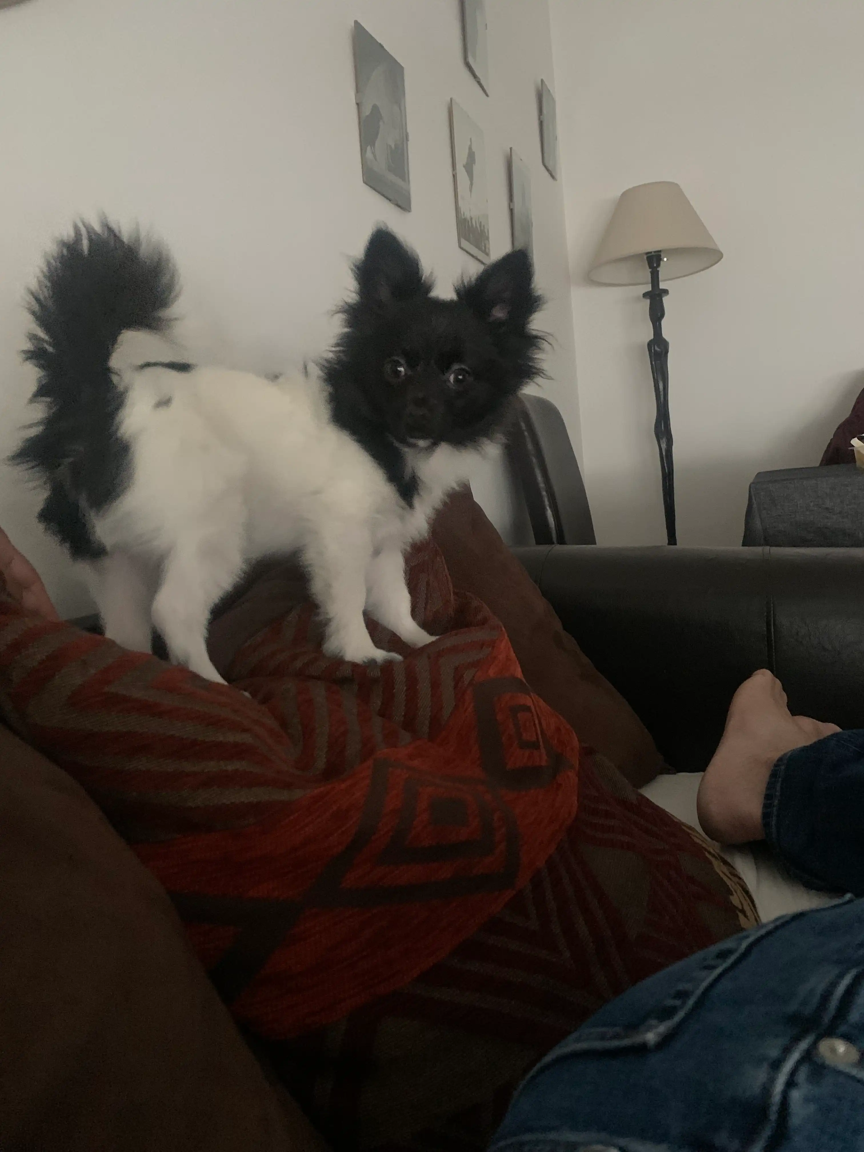 image-19