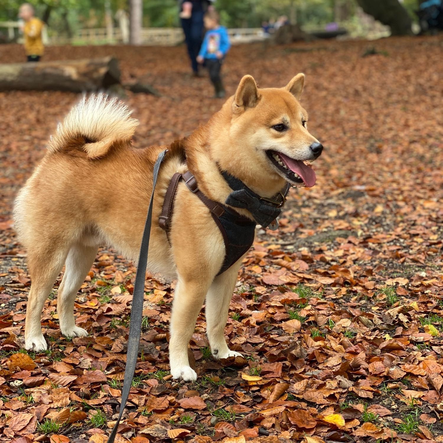 Portrait of Akira, the dog