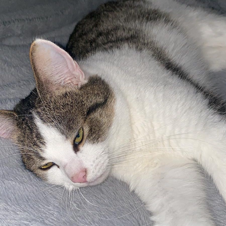 Portrait of Baxter , the cat