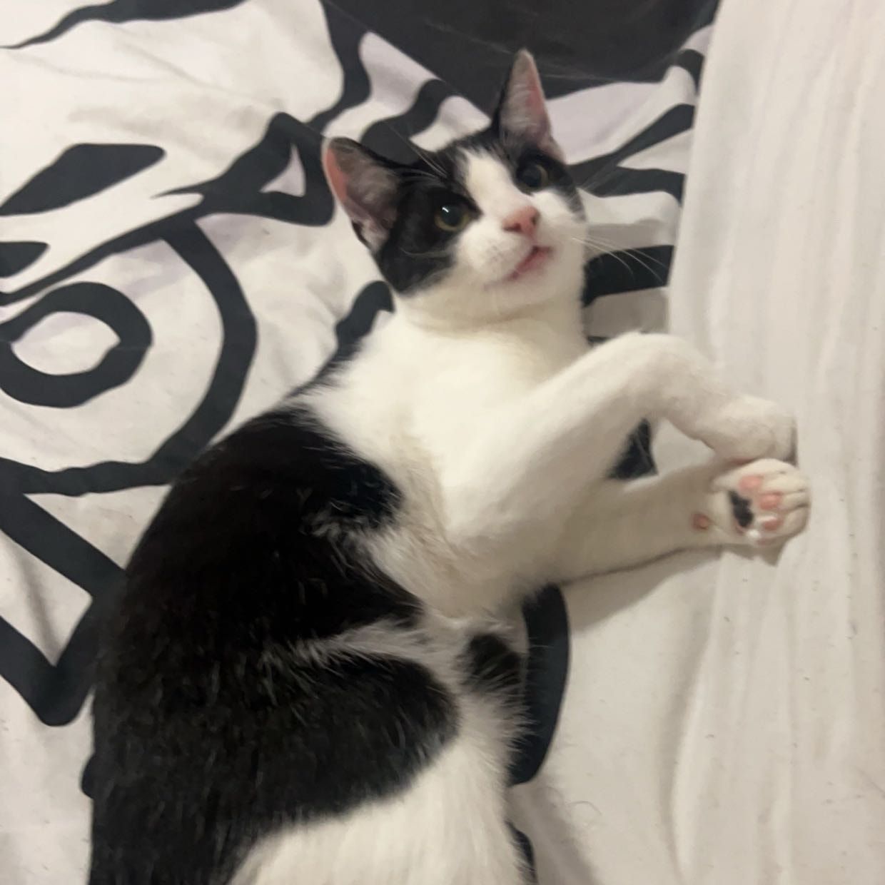 Portrait of Spyro, the cat