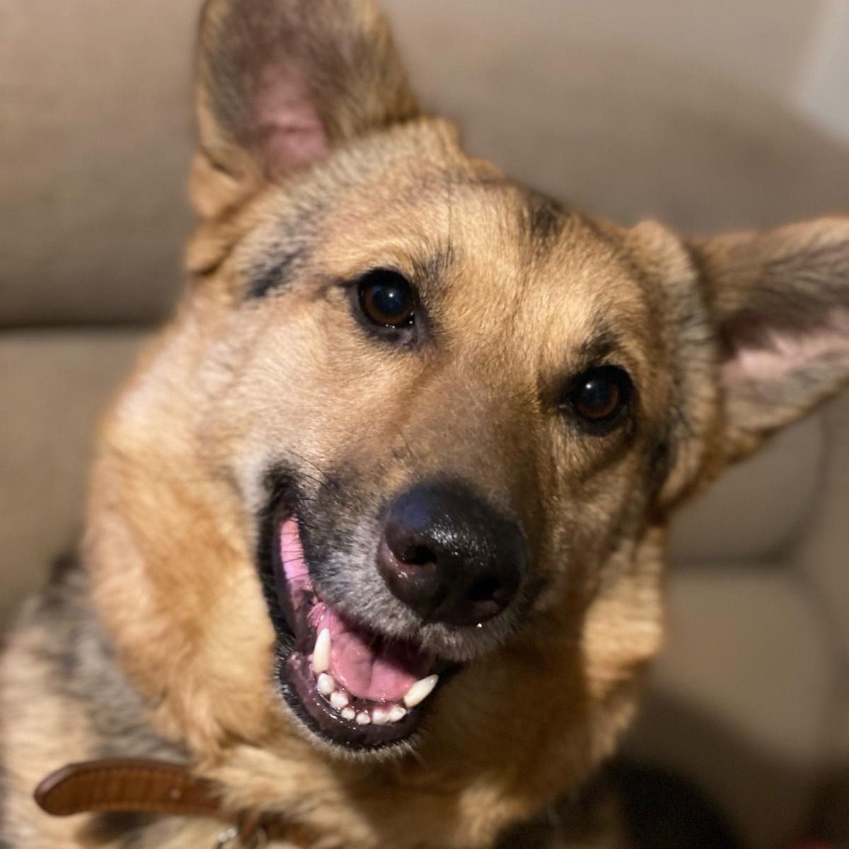 Portrait of Rolo, the dog