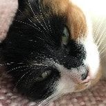 Portrait of Luna, the cat