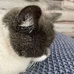 Portrait of Bonnie , the cat