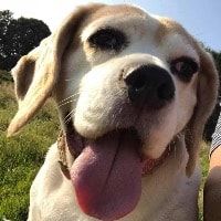 Portrait of Rosie, the dog