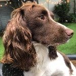 Portrait of Holly, the dog