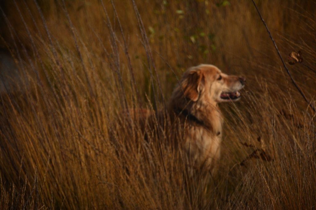 image-42