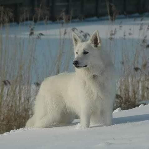 image-52