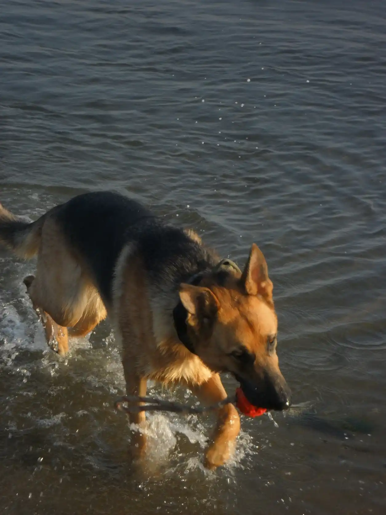 image-8