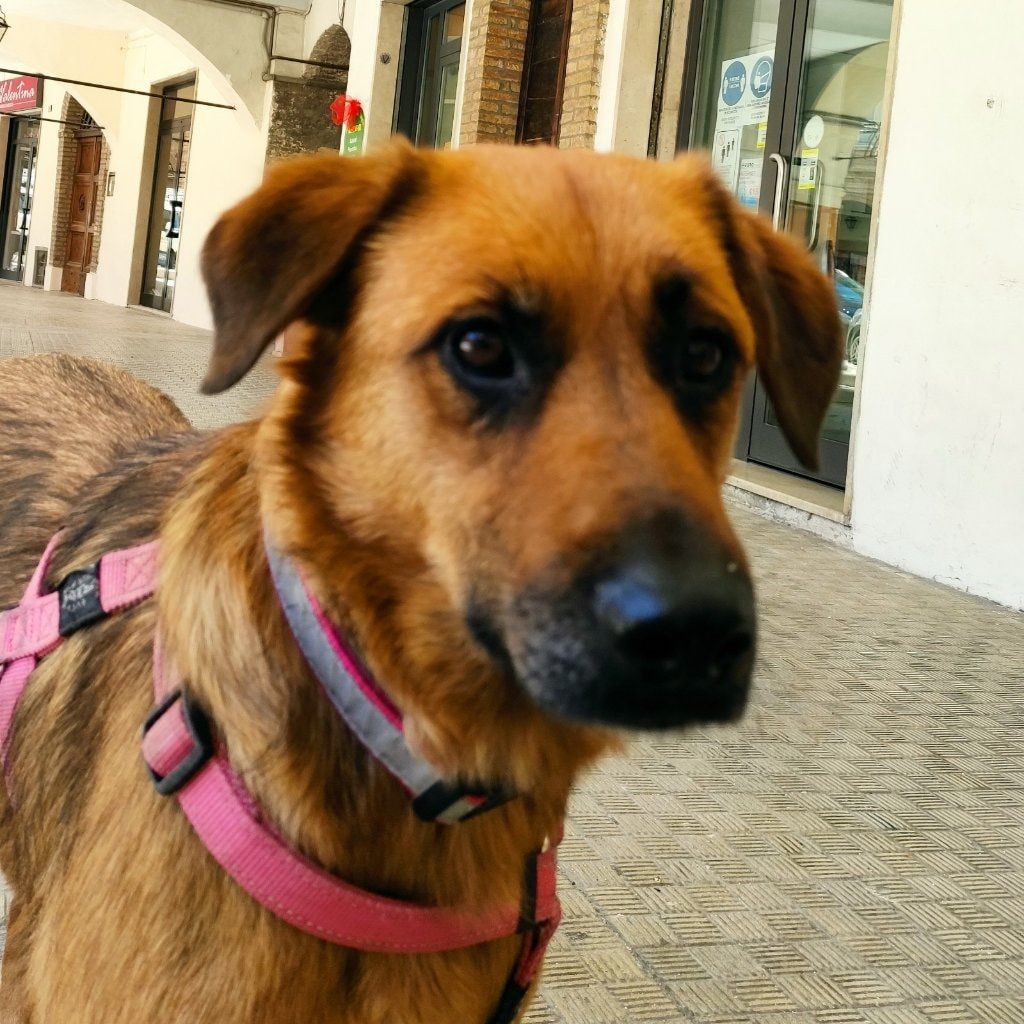 Foto di Miele, il dog