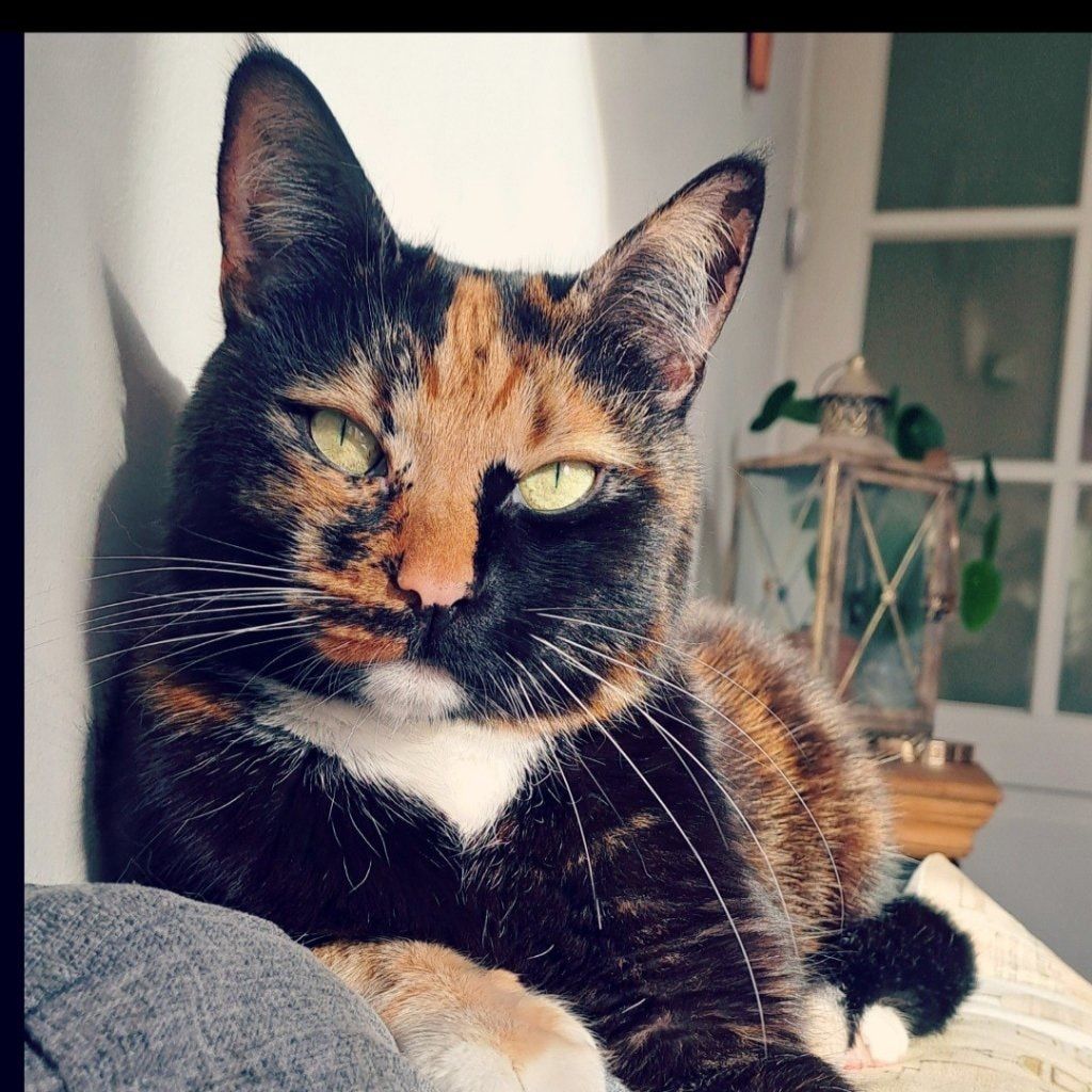 Portretfoto van Norah, de cat