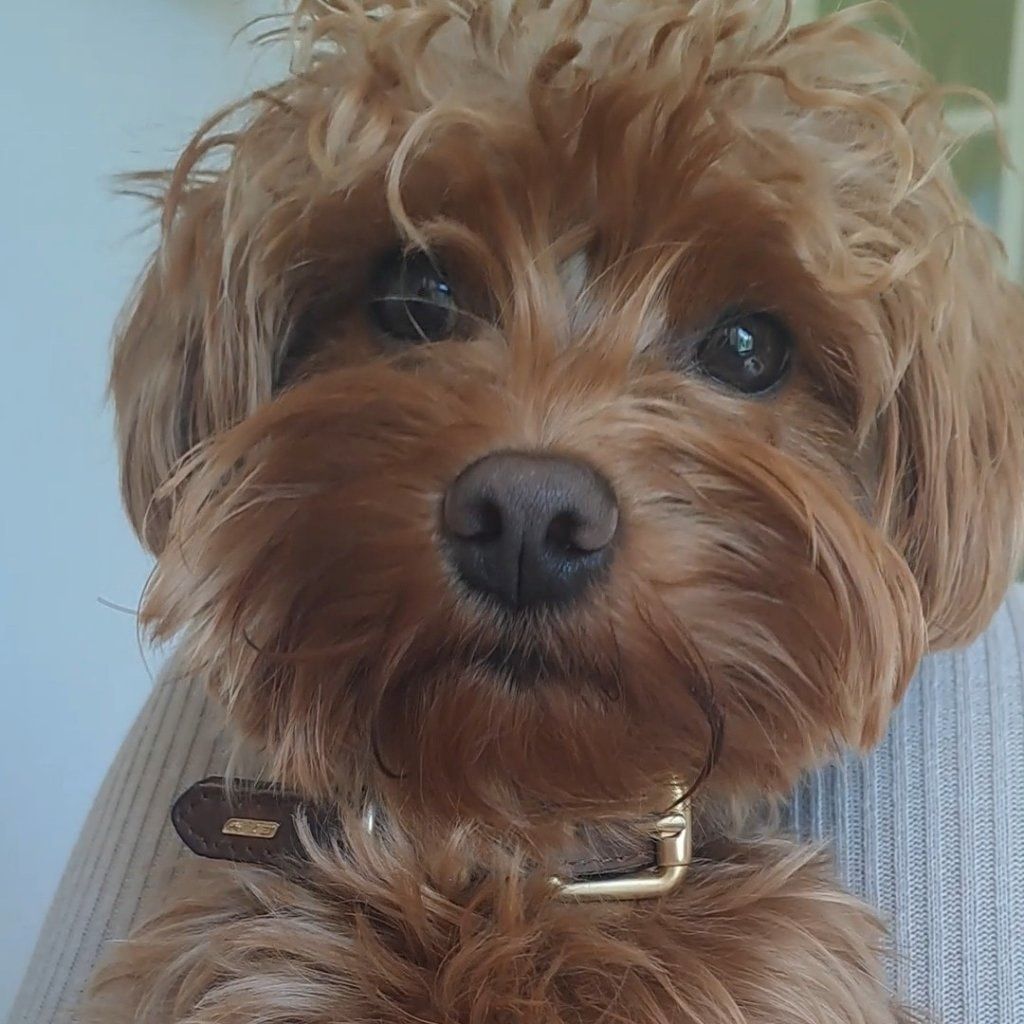 Portretfoto van Teddy, de dog