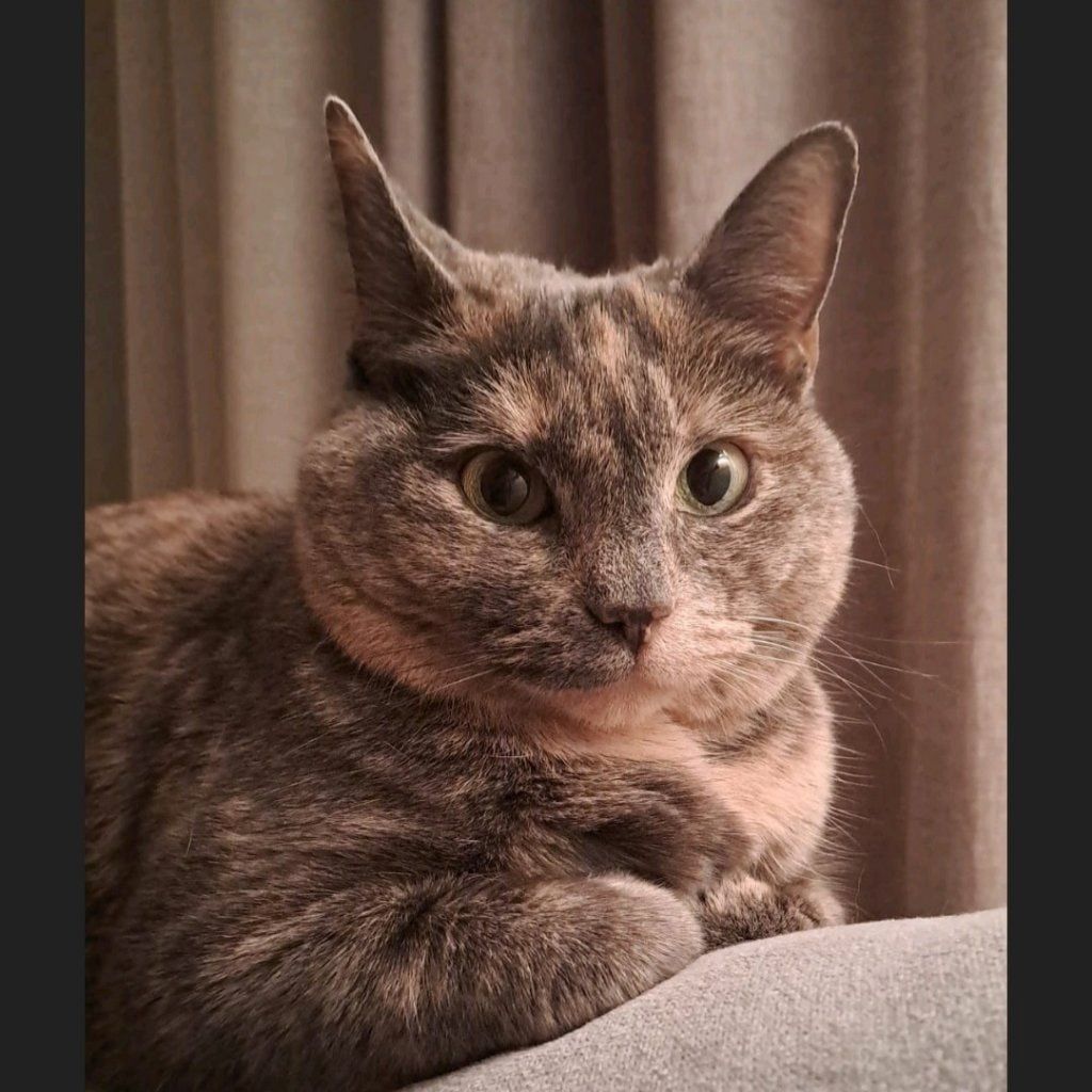 Portretfoto van Mila, de cat