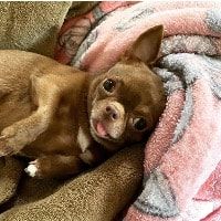 Portretfoto van Daisy, de dog