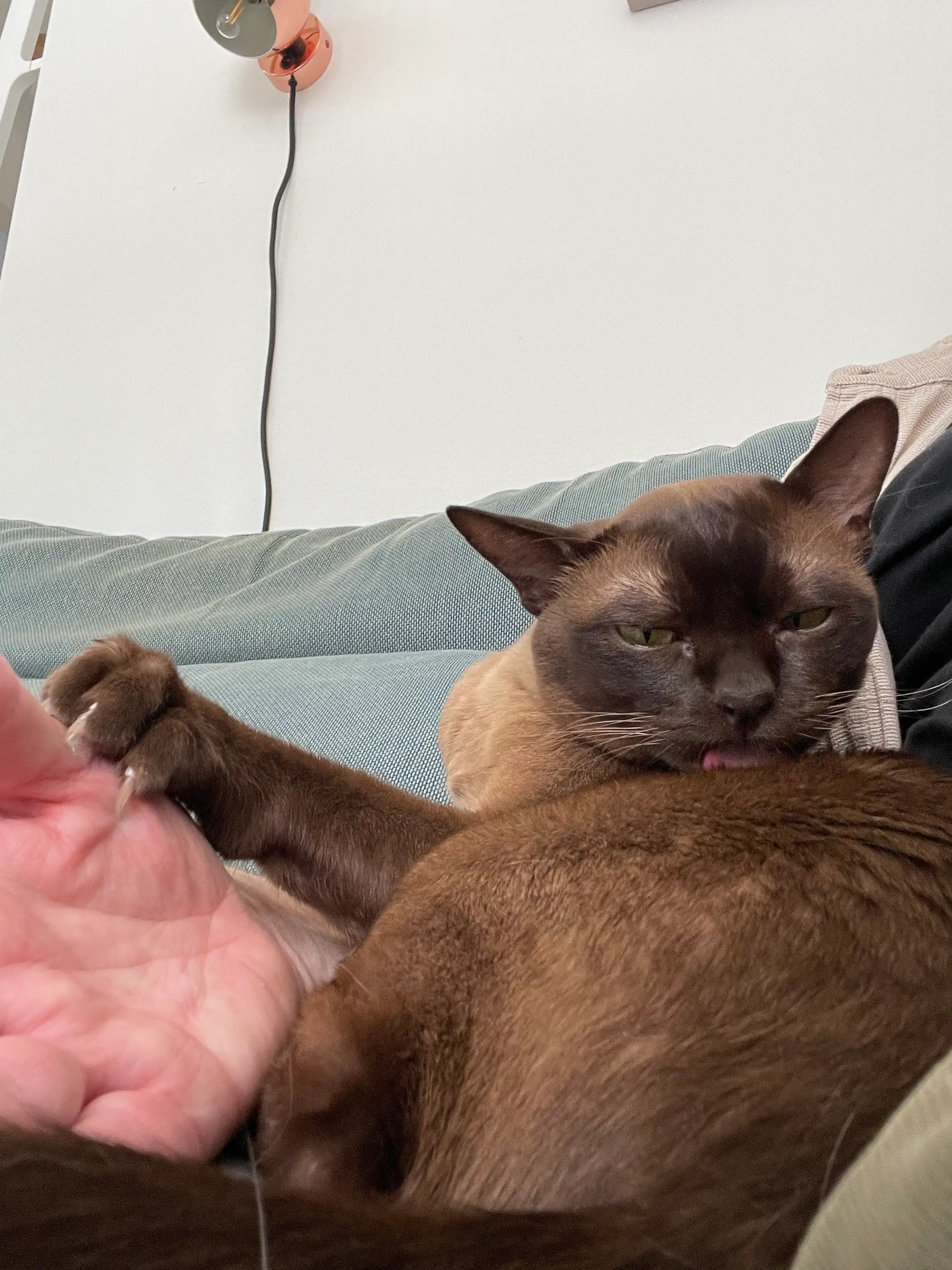 image-11