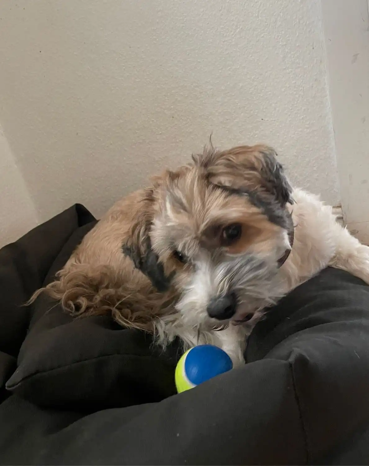 image-9