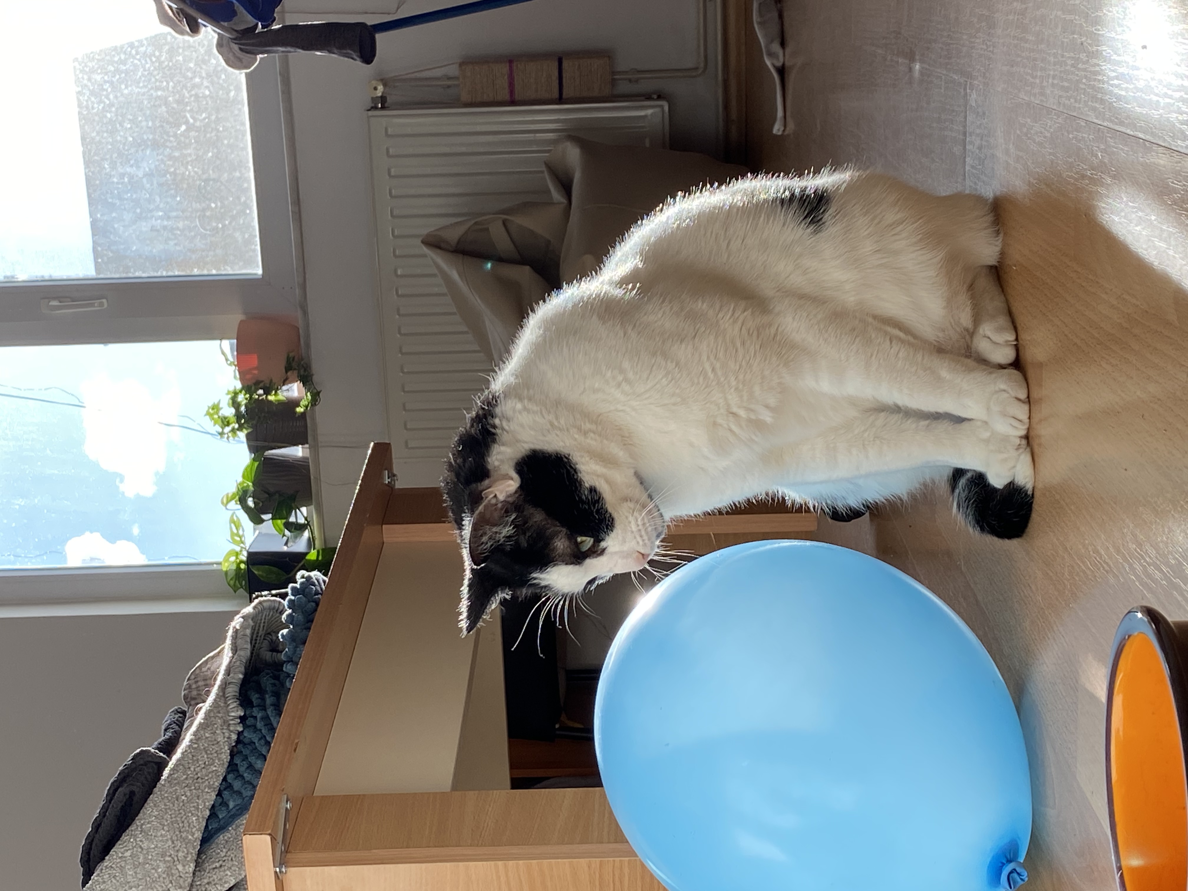 image-11
