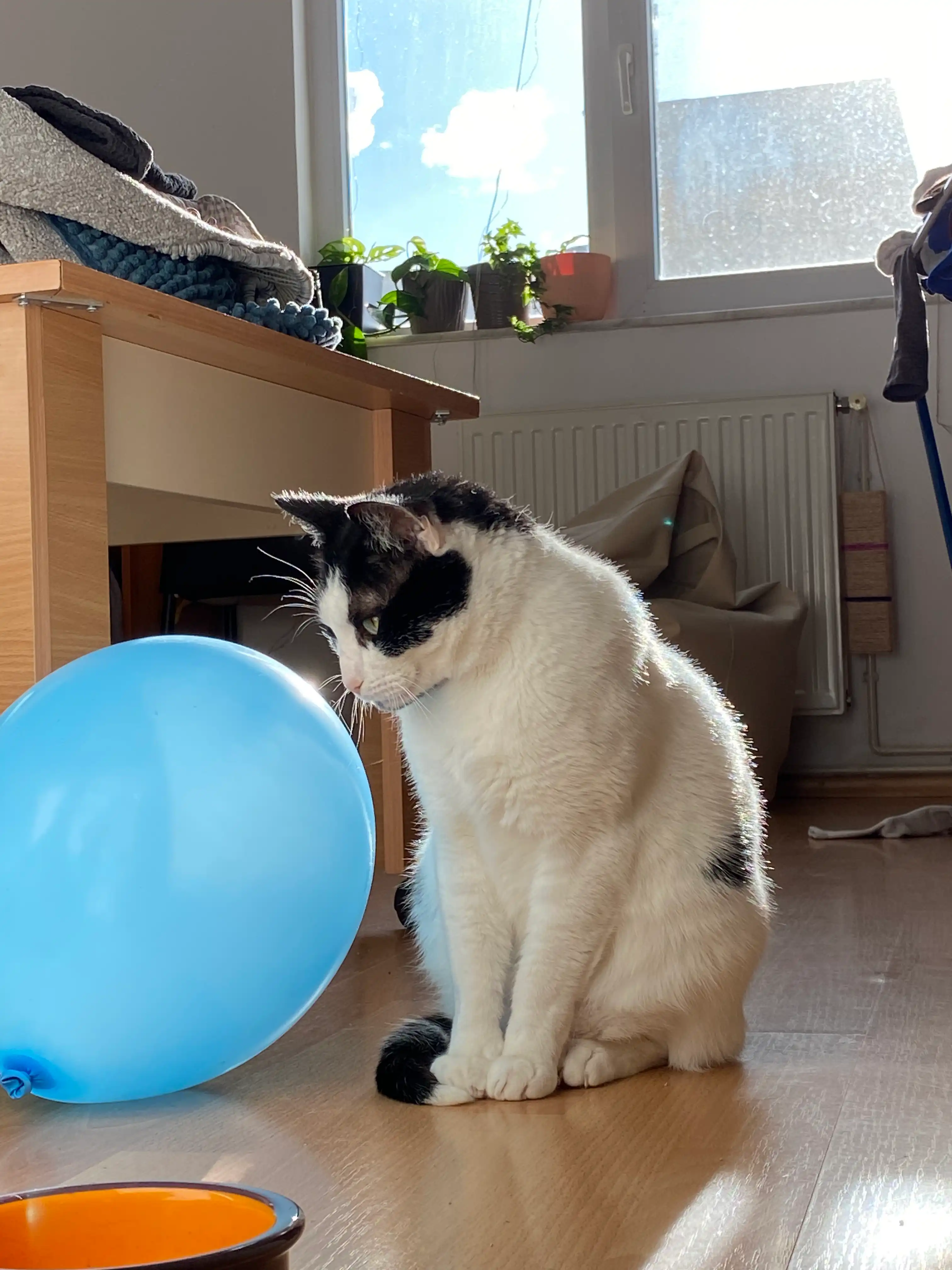 image-11