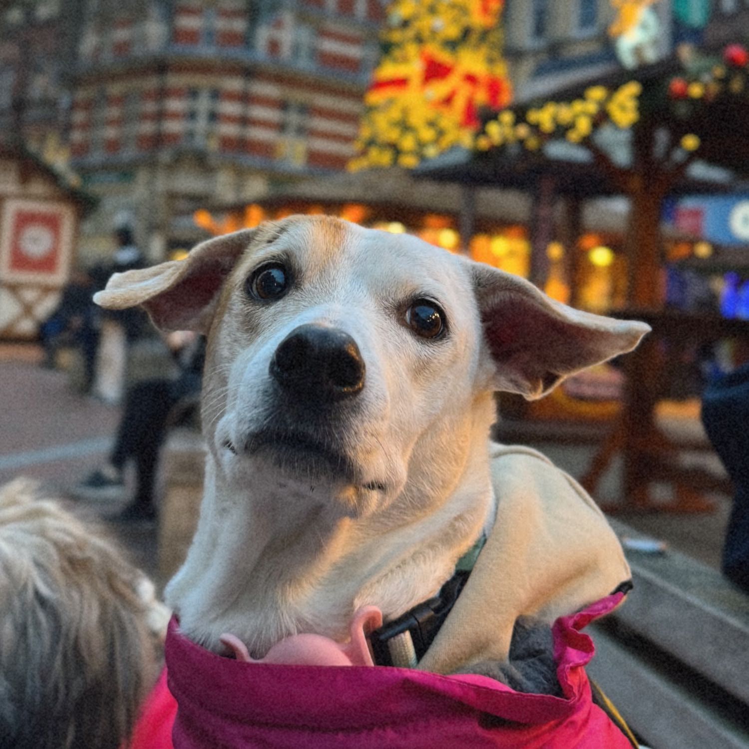Portrait of Tita Maria, the dog