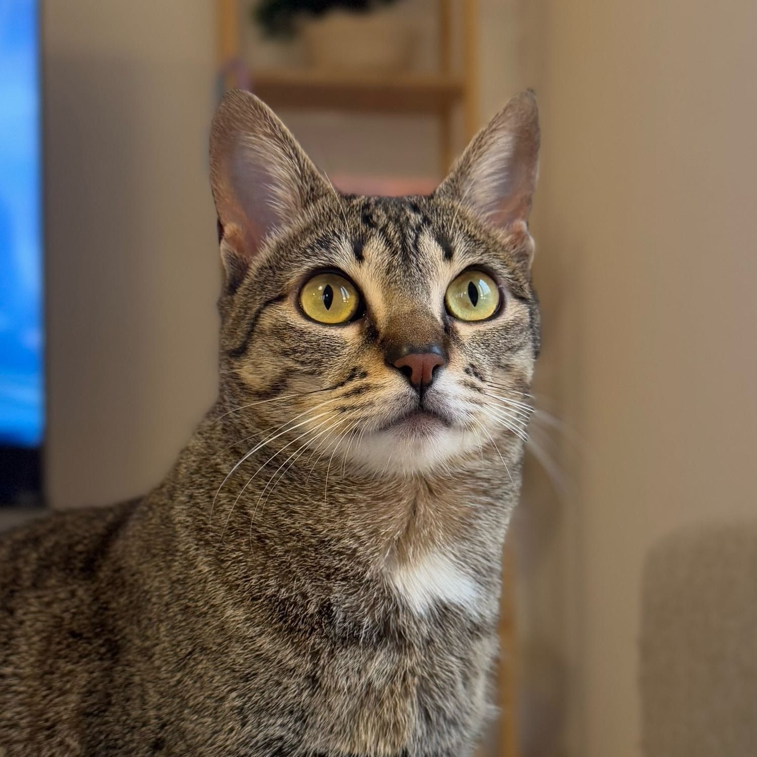 Portrait of Virginia Maria, the cat