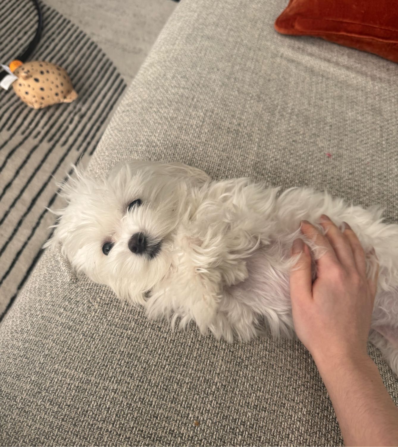 image-8