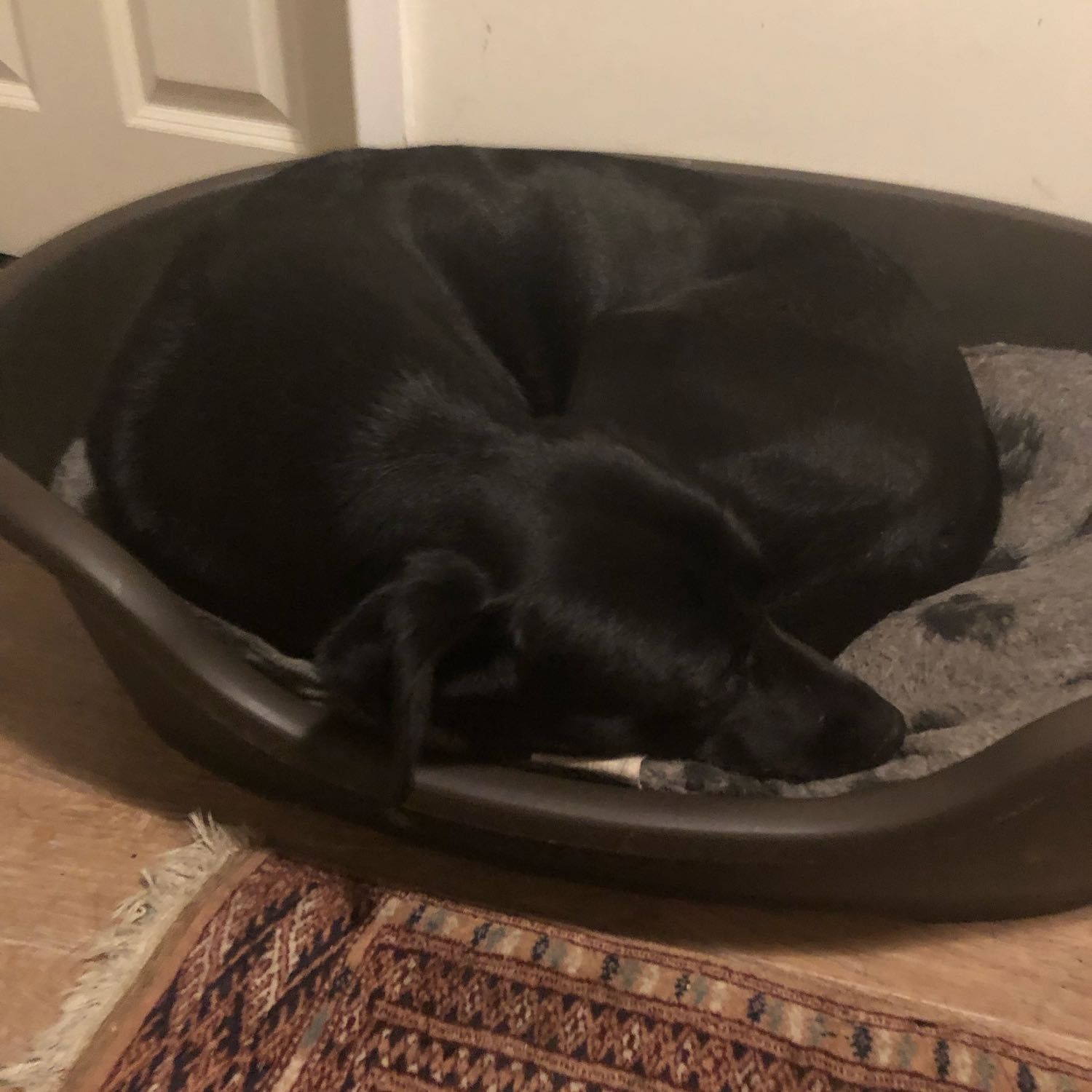 Portrait of Candy, the dog